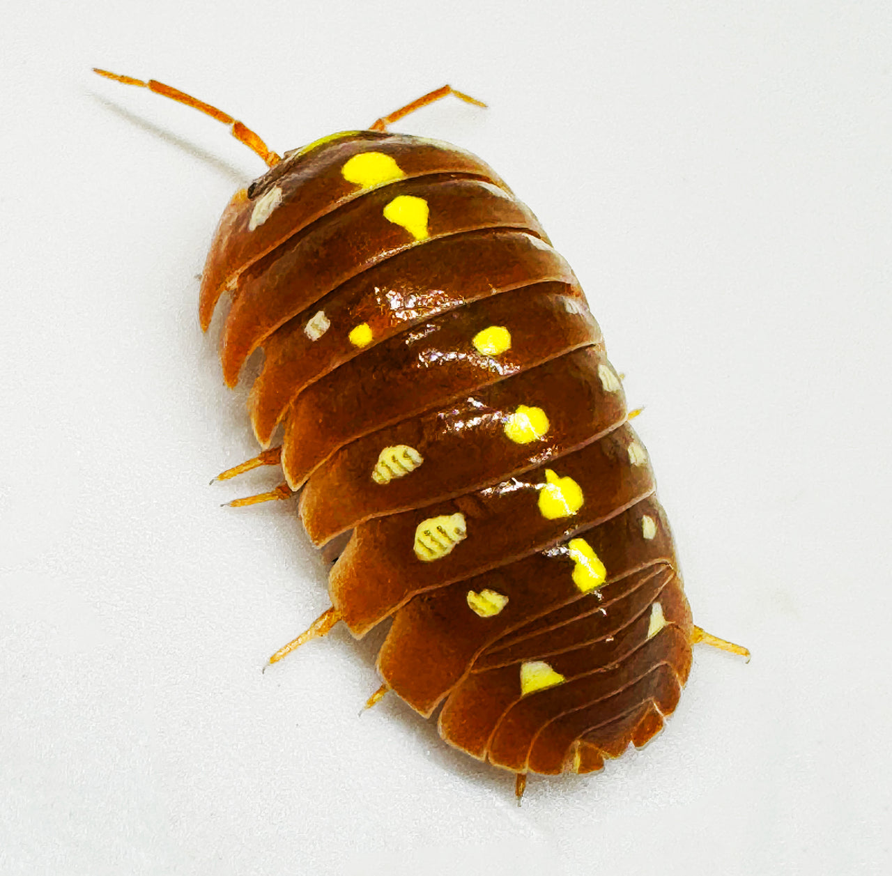 Armadillidium Klugii "Montenegro Orange"