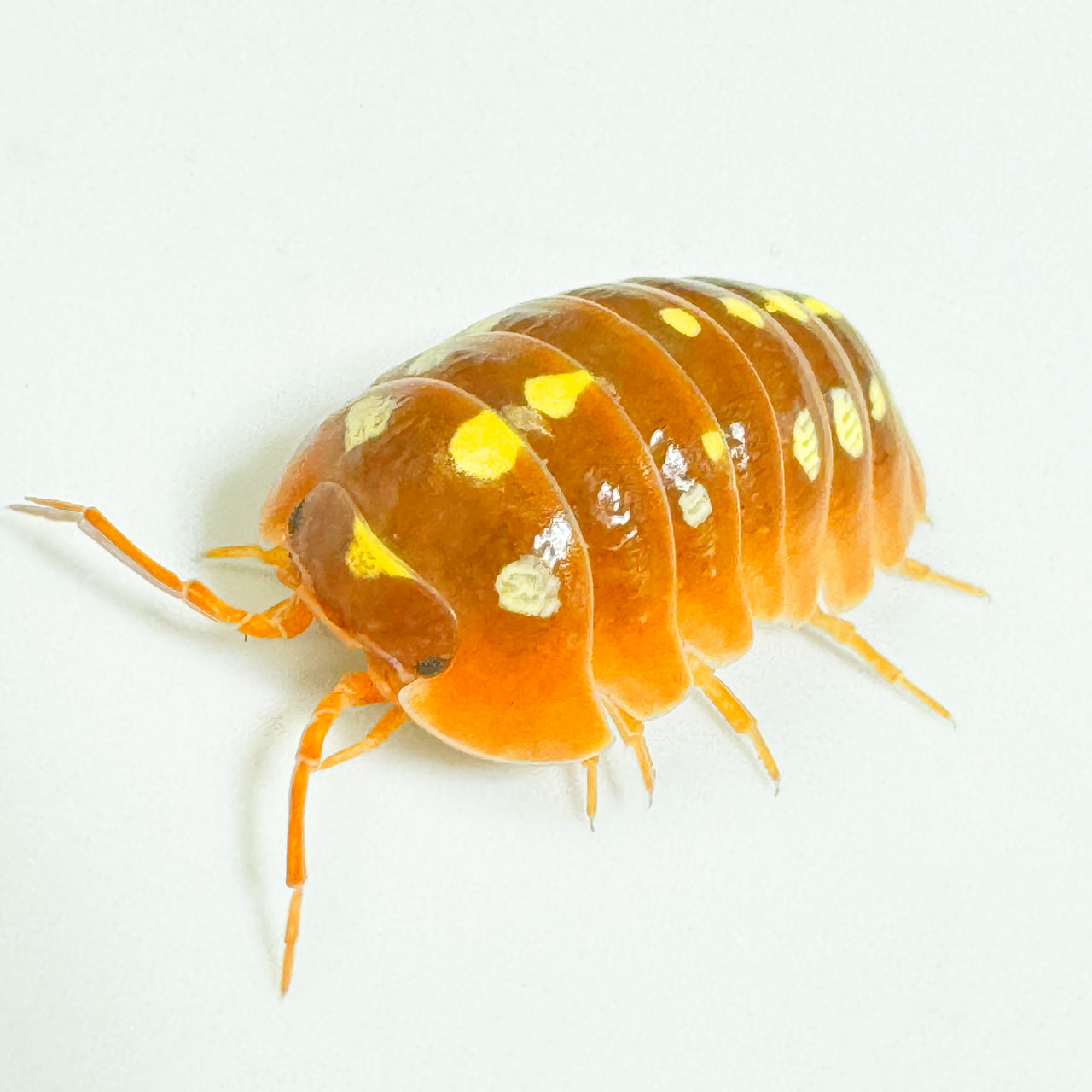 Armadillidium Klugii "Montenegro Orange"