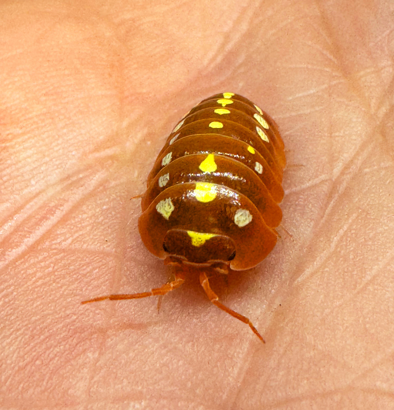 Armadillidium Klugii "Montenegro Orange"