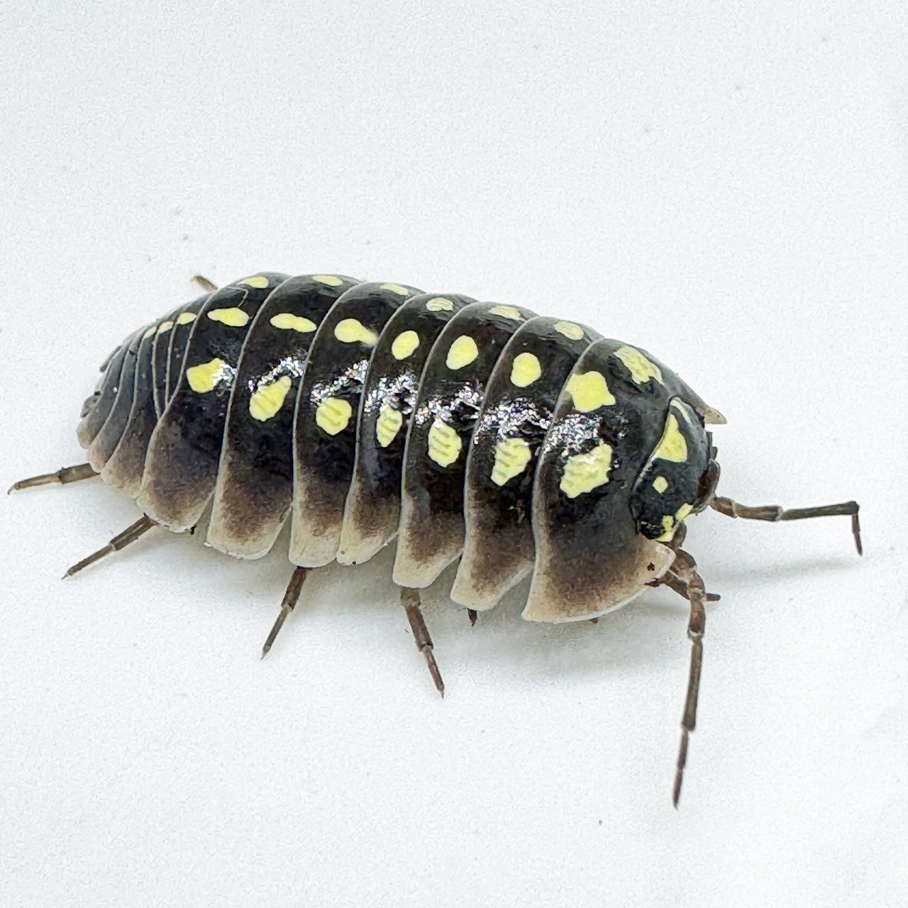 Armadillidium Klugii "Pudding"