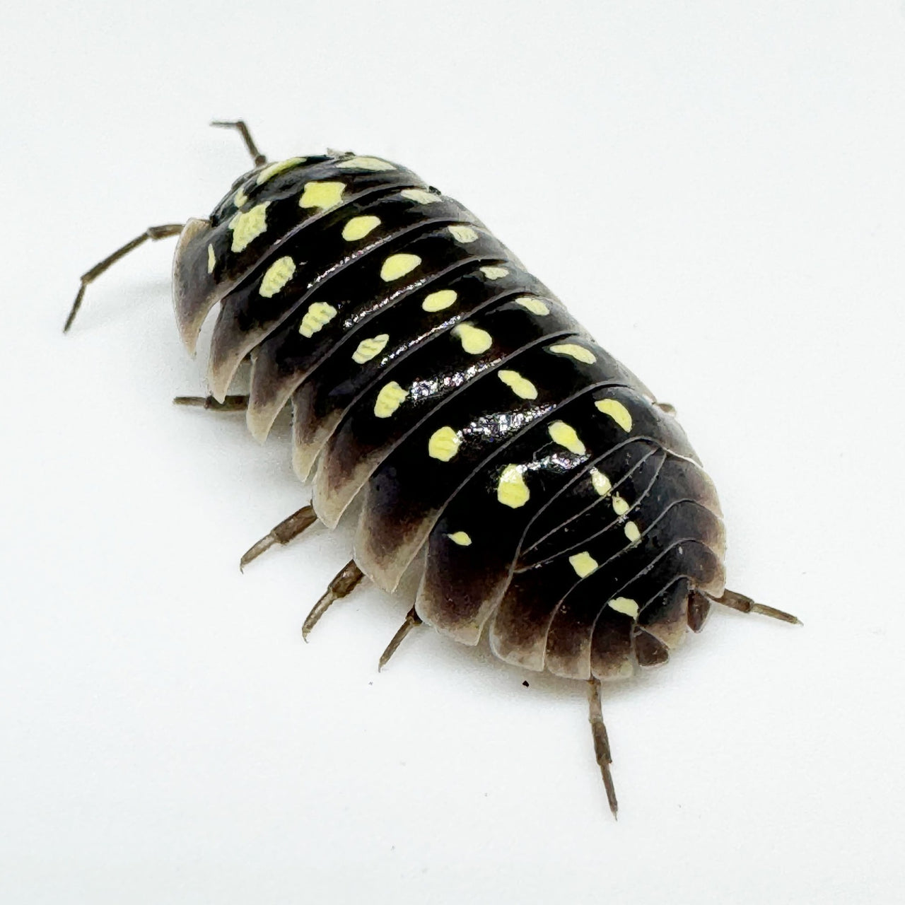 Armadillidium Klugii "Pudding"