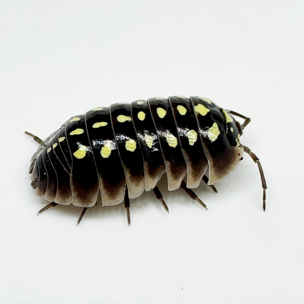 Armadillidium Klugii "Pudding"