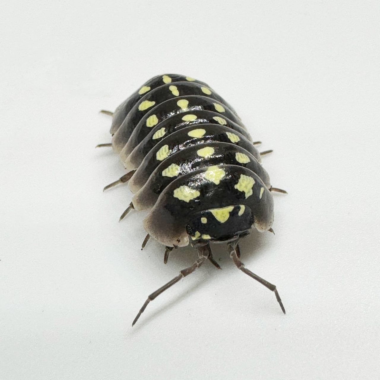 Armadillidium Klugii "Pudding"