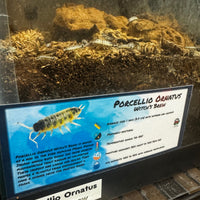 Thumbnail for Porcellio Ornatus Witch's Brew Isopod Bin Label