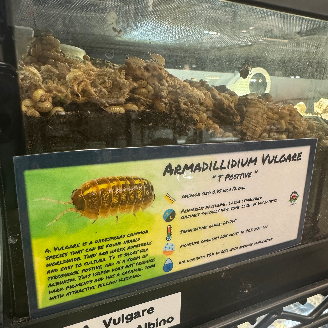 Armadillidium Vulgare T Positive Isopod Bin Label