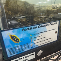 Thumbnail for Porcellio Expansus Orange Isopod Bin Label