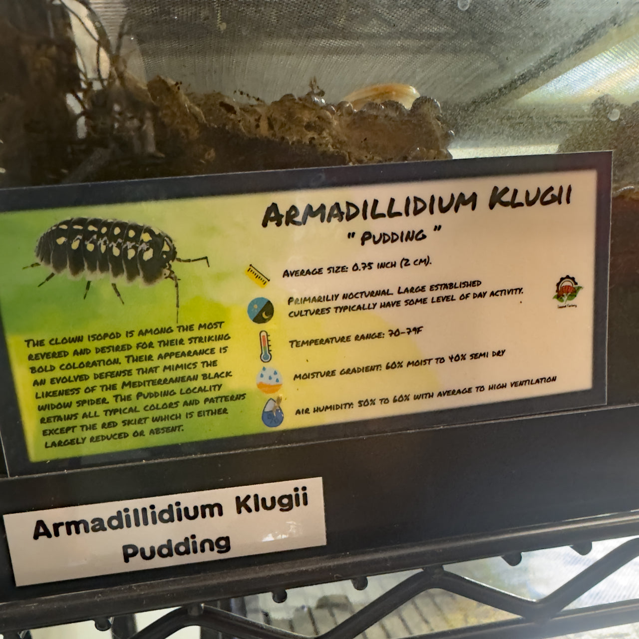 Armadillidium Klugii Pudding Isopod Bin Label