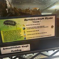Thumbnail for Armadillidium Klugii Pudding Isopod Bin Label