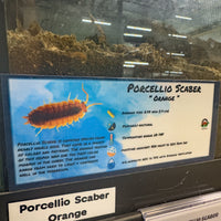 Thumbnail for Porcellio Scaber Orange Isopod Bin Label