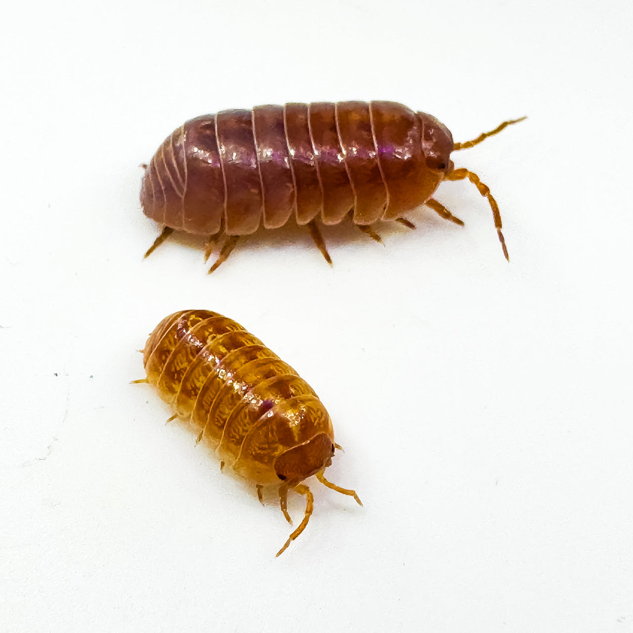 Armadillidium Vulgare "Tangerine"