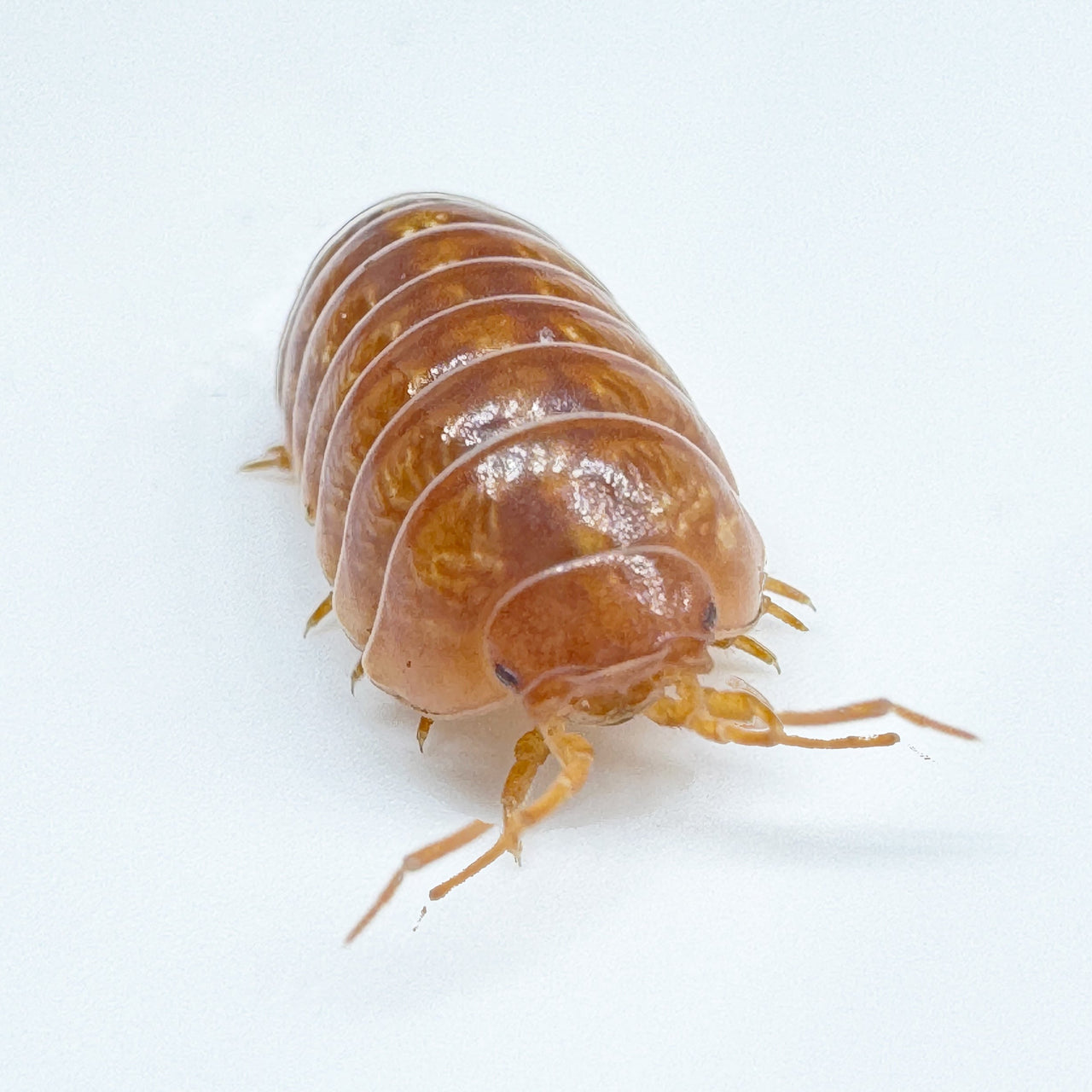 Armadillidium Vulgare "Tangerine"