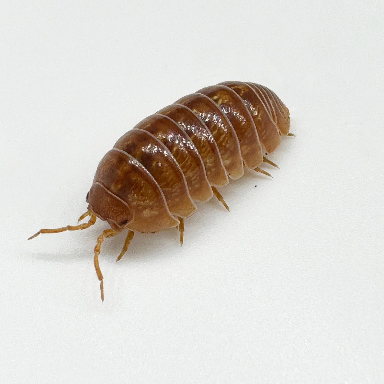 Armadillidium Vulgare "Tangerine"