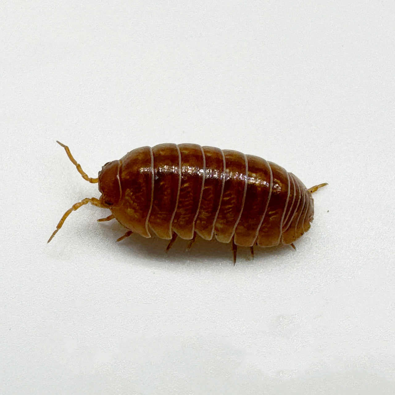 Armadillidium Vulgare "Tangerine"