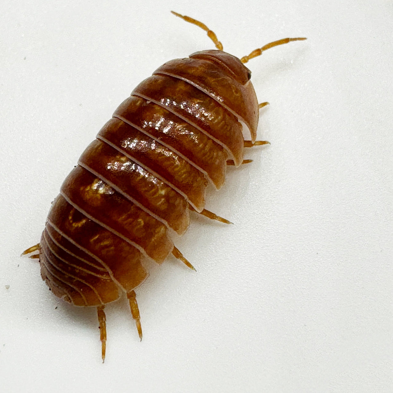 Armadillidium Vulgare "Tangerine"