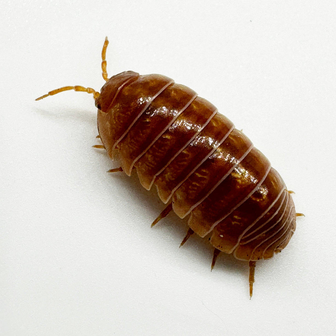 Armadillidium Vulgare "Tangerine"