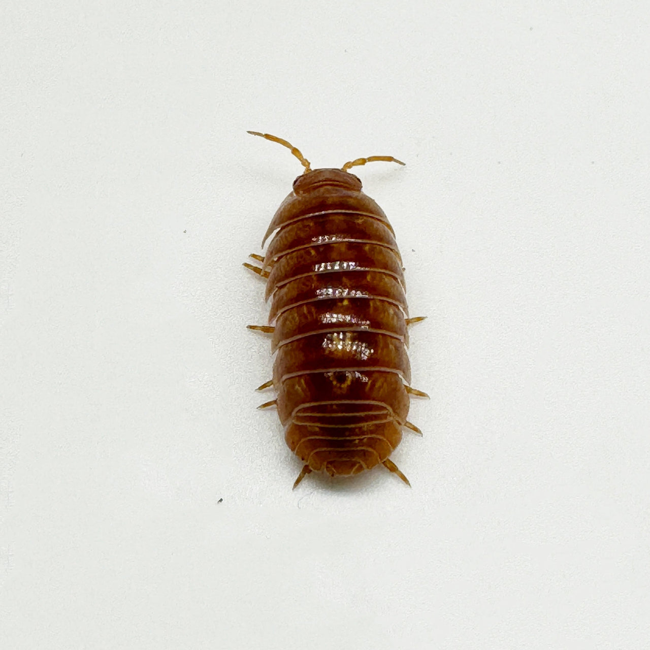 Armadillidium Vulgare "Tangerine"