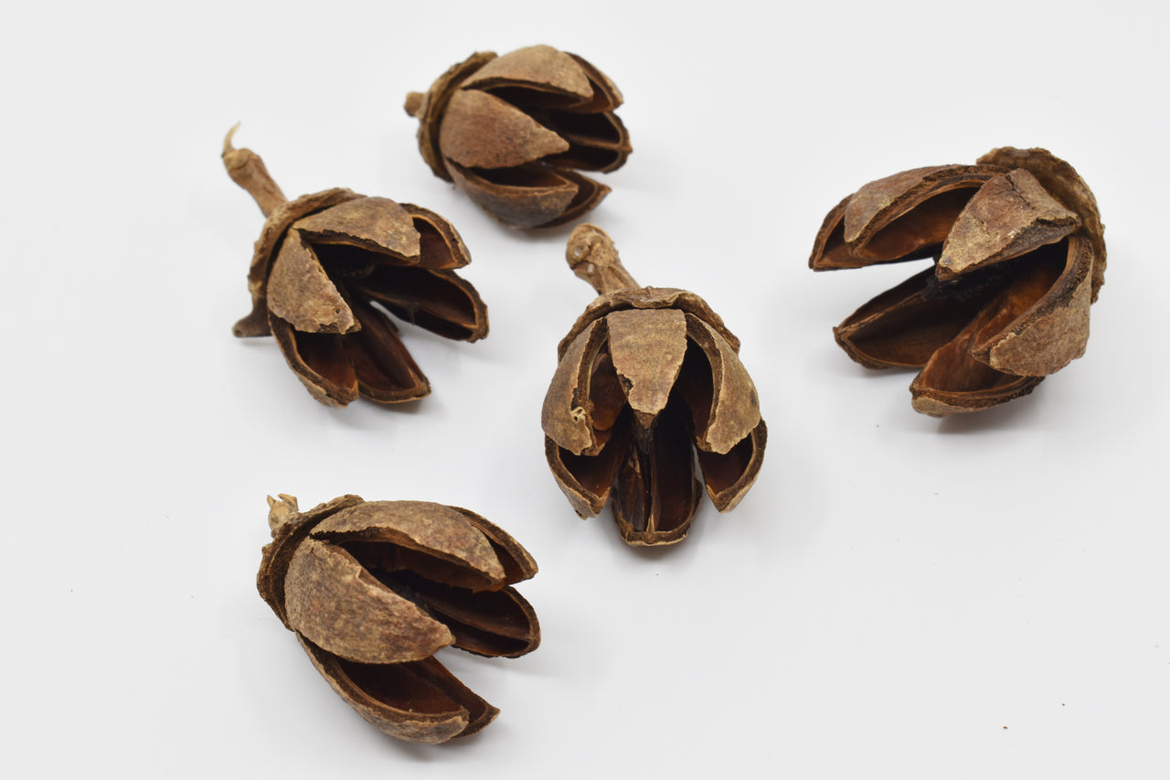 Alatus Pods Natural Terrarium Vivarium Isopod Botanical Decor