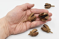 Thumbnail for Alatus Pods Natural Terrarium Vivarium Isopod Botanical Decor