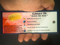 Thumbnail for Cubaris Sp. Albino Red Edge Isopod Bin Label