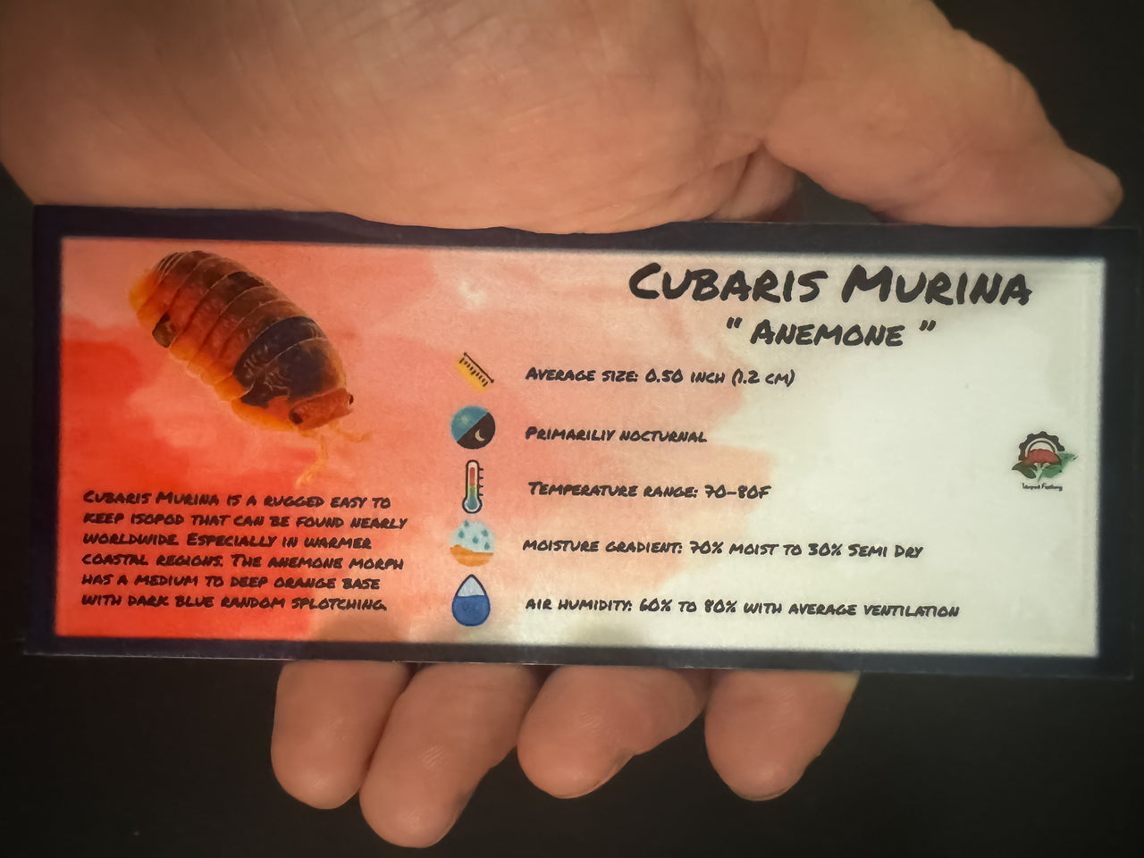 Cubaris Murina Anemone Isopod Bin Label