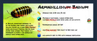 Thumbnail for Armadillidium Badium Isopod Bin Label