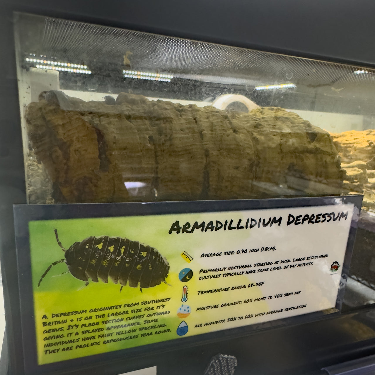 Armadillidium Depressum Isopod Bin Label