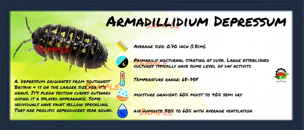 Armadillidium Depressum Isopod Bin Label
