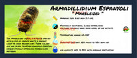 Thumbnail for Armadillidium Espanyoli Marbleized Isopod Bin Label