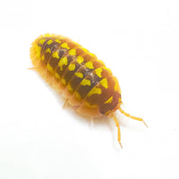 Thumbnail for Armadillidium Gestroi T Positive Albino