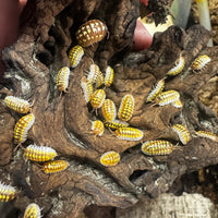 Thumbnail for Armadillidium Gestroi T Positive Albino