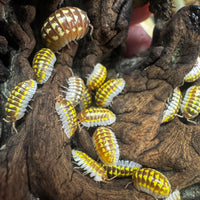 Thumbnail for Armadillidium Gestroi T Positive Albino