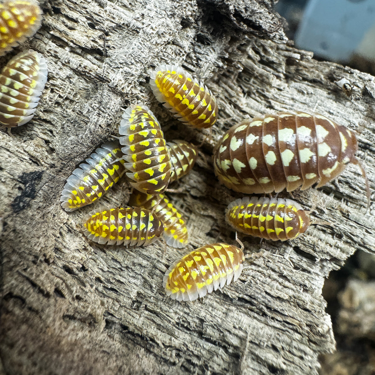 Armadillidium Gestroi T Positive Albino