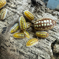 Thumbnail for Armadillidium Gestroi T Positive Albino