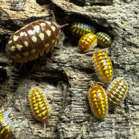 Thumbnail for Armadillidium Gestroi T Positive Albino