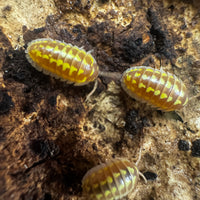 Thumbnail for Armadillidium Gestroi T Positive Albino