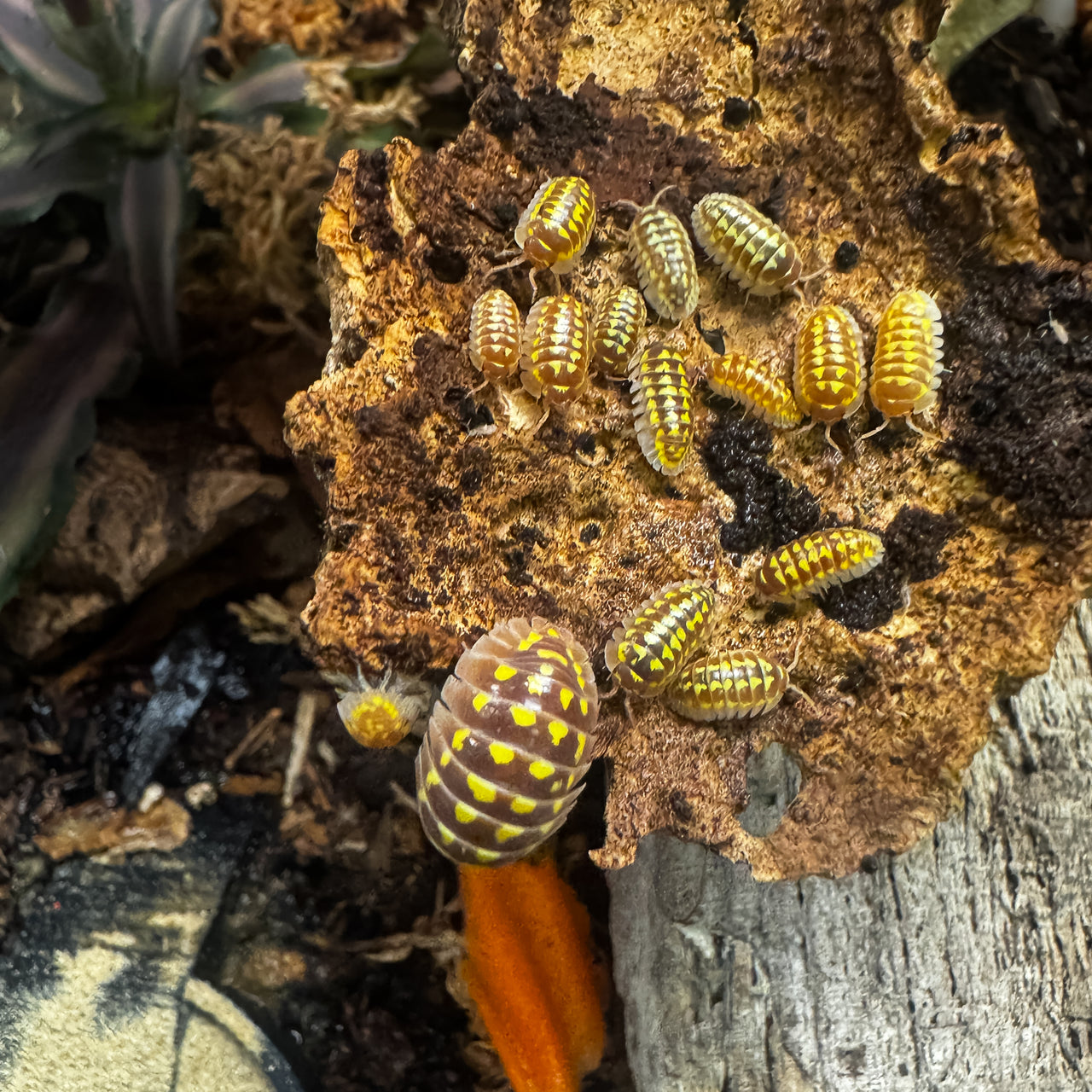 Armadillidium Gestroi T Positive Albino