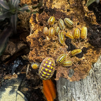 Thumbnail for Armadillidium Gestroi T Positive Albino