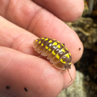 Thumbnail for Armadillidium Gestroi T Positive Albino
