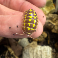 Thumbnail for Armadillidium Gestroi T Positive Albino