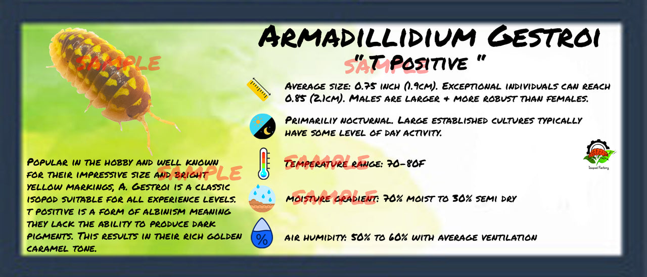 Armadillidium Gestroi T Positive Isopod Bin Label
