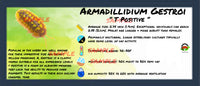 Thumbnail for Armadillidium Gestroi T Positive Isopod Bin Label