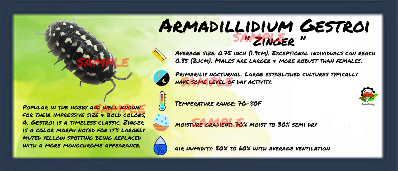Armadillidium Gestroi Zinger Isopod Bin Label