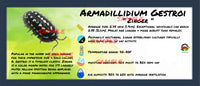 Thumbnail for Armadillidium Gestroi Zinger Isopod Bin Label
