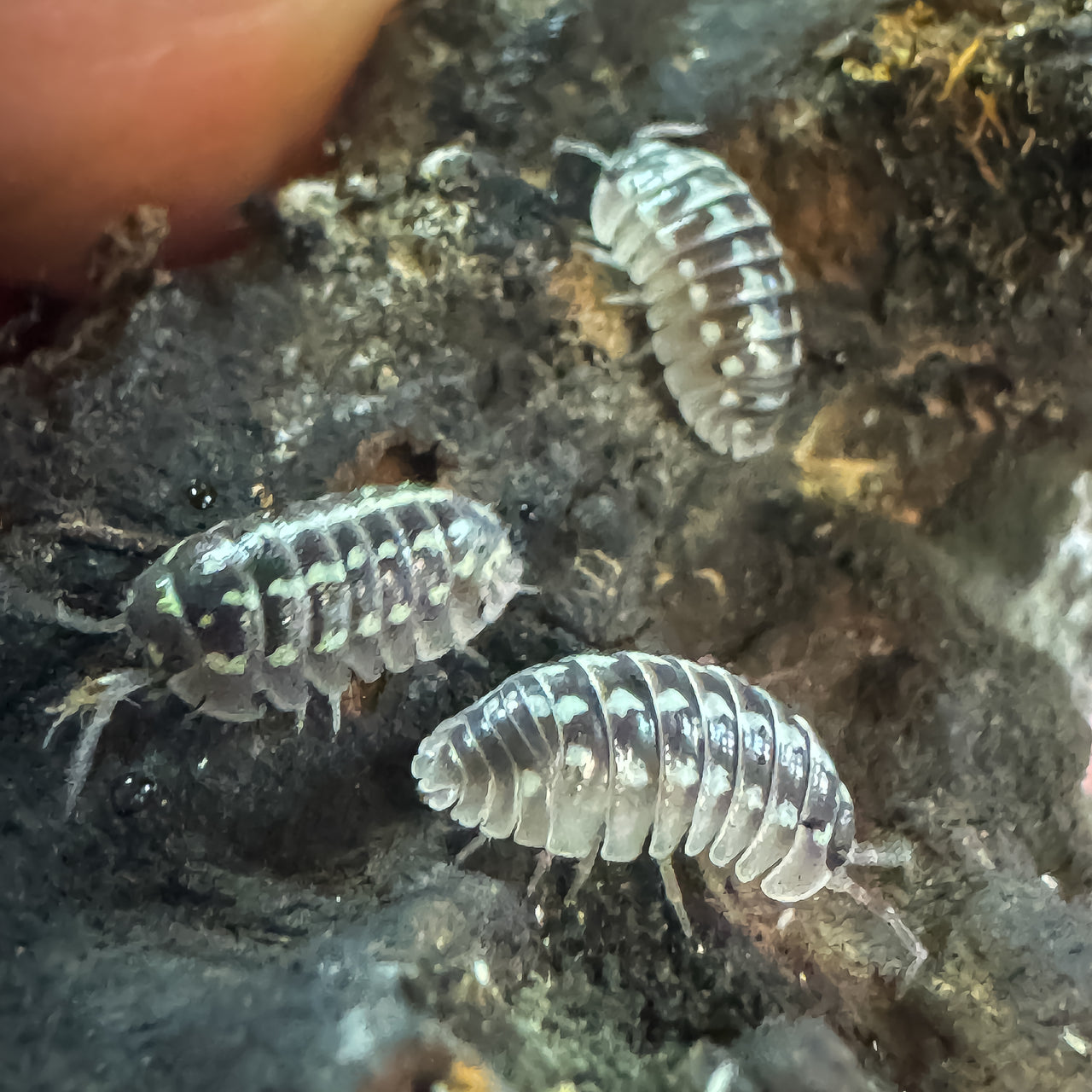 Armadillidium Gestroi Zinger