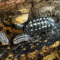 Thumbnail for Armadillidium Gestroi Zinger