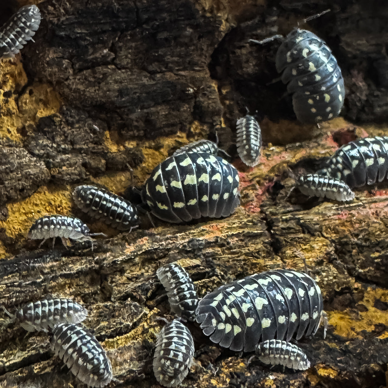 Armadillidium Gestroi Zinger
