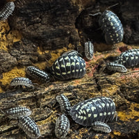 Thumbnail for Armadillidium Gestroi Zinger