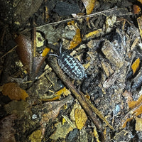 Thumbnail for Armadillidium Gestroi Zinger