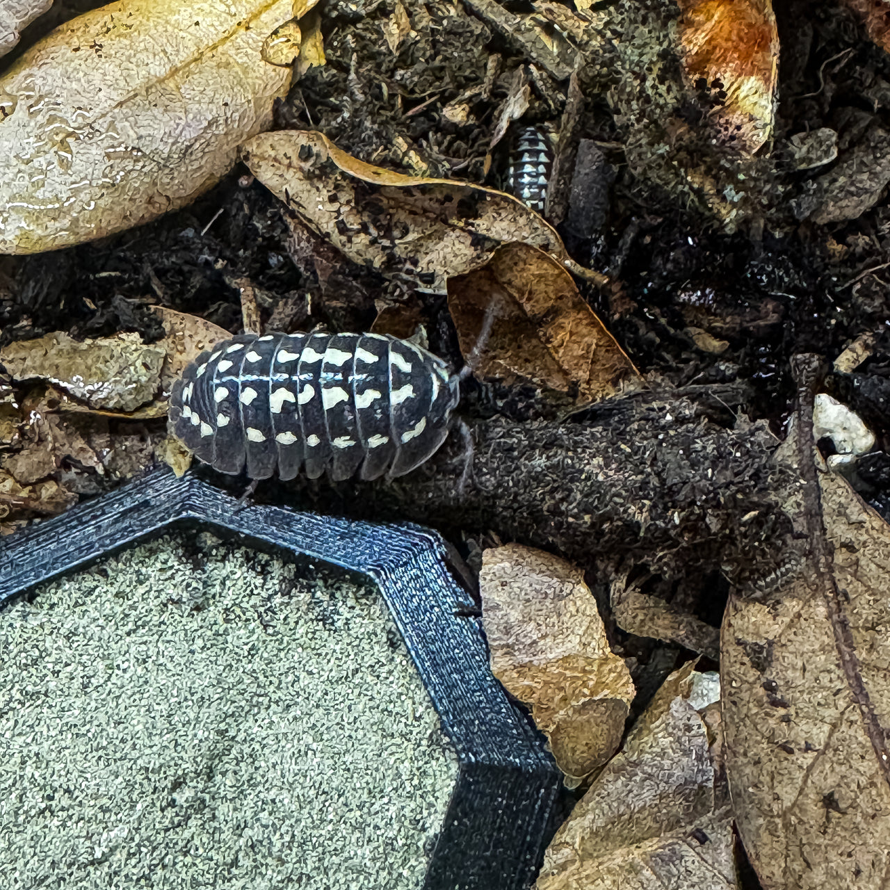 Armadillidium Gestroi Zinger