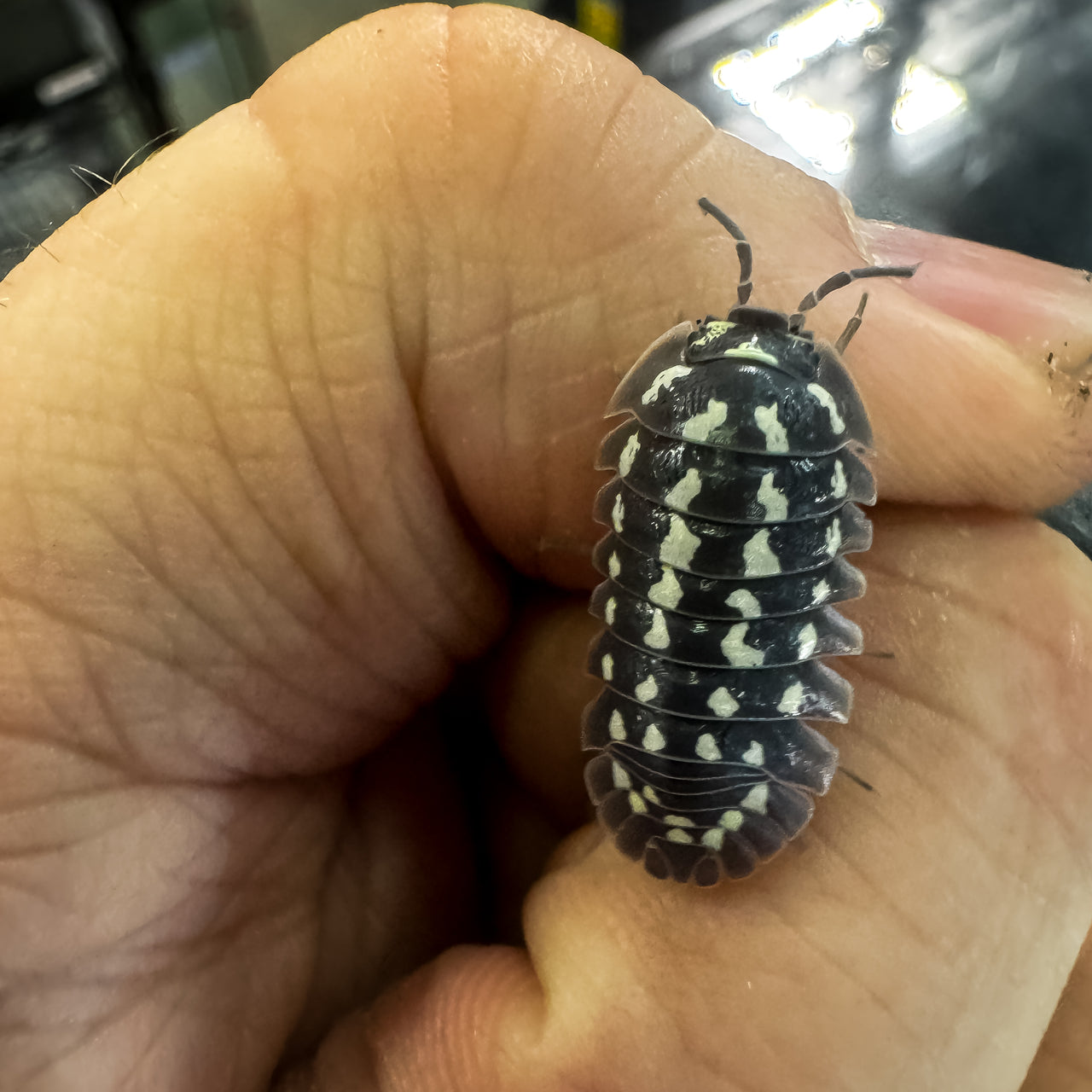 Armadillidium Gestroi Zinger